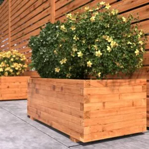 rhombus_pinie_ambiente